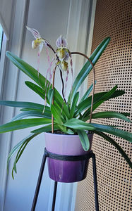 paphiopedilum "philippinense"