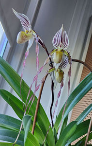 paphiopedilum "philippinense"