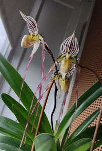 paphiopedilum "philippinense"