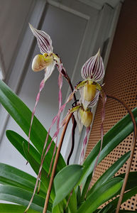 paphiopedilum "philippinense"