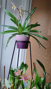 paphiopedilum "philippinense"