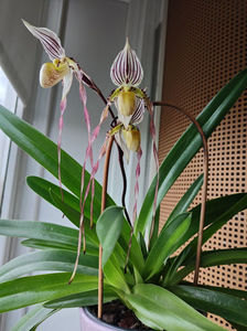 paphiopedilum "philippinense"