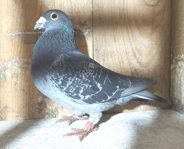 RO 15-093810 M orig.M.Pogarasteanu ( Sam de Jong 100 %)
