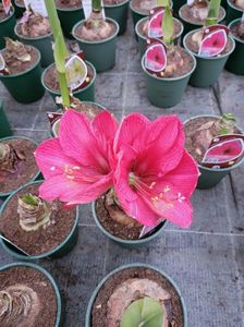 Img.2023.01.18-amaryllis