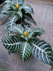 Img.2023.01.18; Aphelandra squarrosa Dani 9,99€
