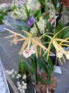 Img.2023.01.18 - Cattleya Yellow; 26,99€
