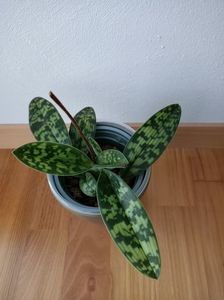 Img.2023.01.19- Orhidee; Paphiopedilum ❤️
Nu am reușit să plec fără ea :)
