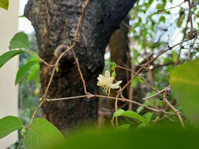 Lonicera fragrantissima