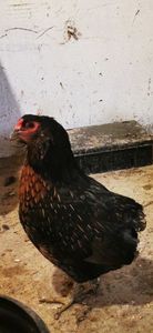 Araucana Sălbatic Willd