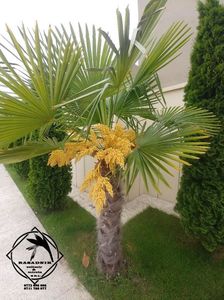 Palmier Trachycarpus Fortunei5