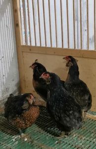 Găini Araucana Sălbatic Willd