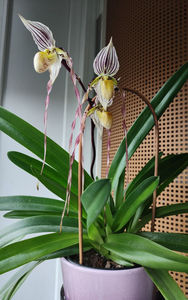 paphiopedilum "philippinense"
