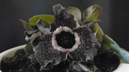 Asarum splendens (Wild ginger), China, Japonia (-20C)