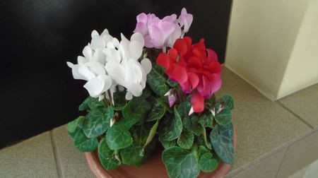 Ian. 2023 - Cyclamen persicum
