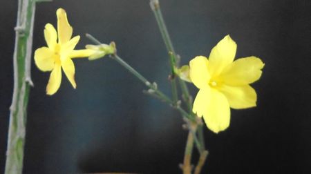 Ian. 2023 - Iasomie de iarna (Jasminum nudiflorum), Nordul Chinei, (-18C)