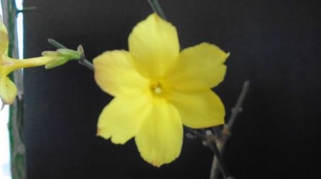 Ian. 2023 - Iasomie de iarna (Jasminum nudiflorum), Nordul Chinei, (-18C)