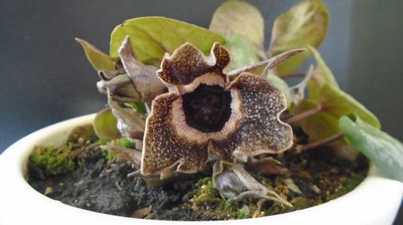 Ian. 2023 - Asarum splendens (Wild ginger), China, Japonia (-20C)