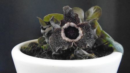 Ian. 2023 - Asarum splendens (Wild ginger), China, Japonia (-20C)