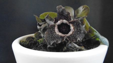Ian. 2023 - Asarum splendens (Wild ginger), China, Japonia (-20C)