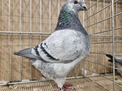 MASCUL JOSZEF MULLER 96P
