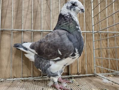 MASCUL KOVAS SANDOR 94P