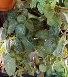 Dori_s Golden Gliter; S-a intins deja peste al doilea raft! :))
