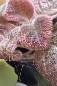 Episcia; Cu muuuulte radacini aeriene in sera! ;)
