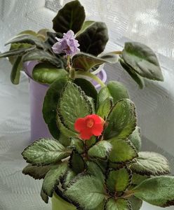 Este cat o violeta ;)