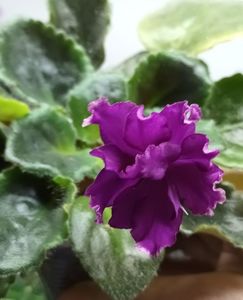 EK Malachitovaia Orchideia