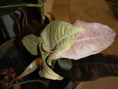 Pink Spot