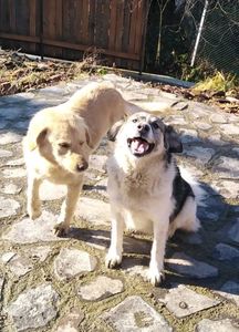 Agro și Ilie ian 2023