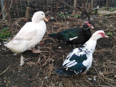 Ita cu Blondi și cu Brunii