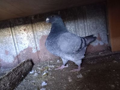 Perechea 8 mascul 2022