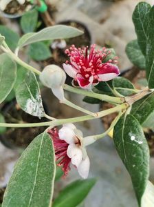 Floare de feijoa