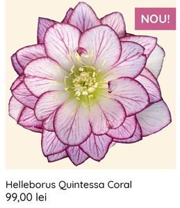 Helleborus Quintessa Coral; flori mari, in nuante de roz pal, pictate cu nuante profunde de ciclamen pe nervuri si pe chenarul petalelor ascutite,0.50 x 0.40m,gr bijoux
