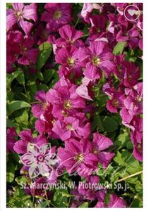 Clematis Abundance; ciclam,3m, grC, 55ron, clematite maria
