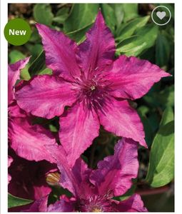 Clematis Luiza; Colecția TUDOR PATIO Ciclam, Roz1.5m, 1m	Mare, Simpla grC 55ron clematite maria
