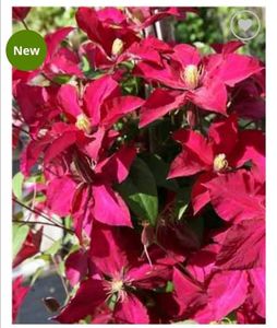 Clematis Alita; Colectia Garland® viticella, cu flori mari, rosu-rosu burgund, iubeste orice orientare.1,5 3 m grC 55ron clematite maria
