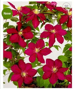 Clematis Alita