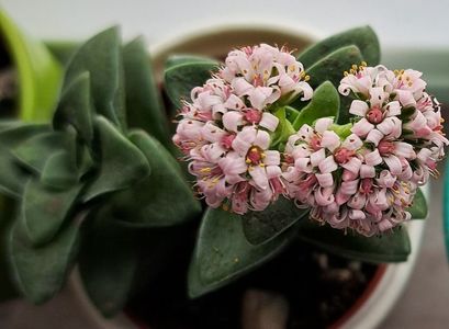 Crassula