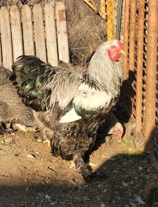 Screenshot_20230207_184034_Gallery