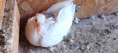 received_516747743545119