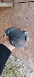 received_535173305145088