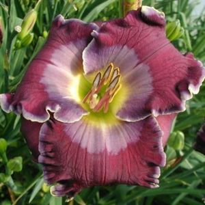 All Things Made New - Emmerich 2020 - SE - bloomed