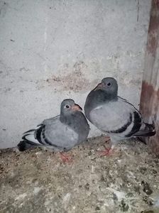 received_367009611938414