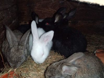 received_332139414850609