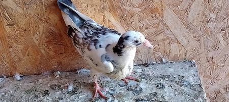 received_456385539696667