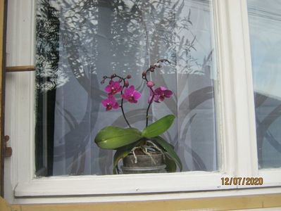 Prin geam; Orhidee
