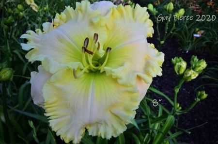 Assigned for Size - Pierce 2020 - E - bloomed