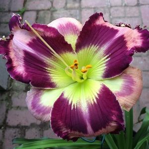 Burst of Interest - Pierce 2020 - E - bloomed